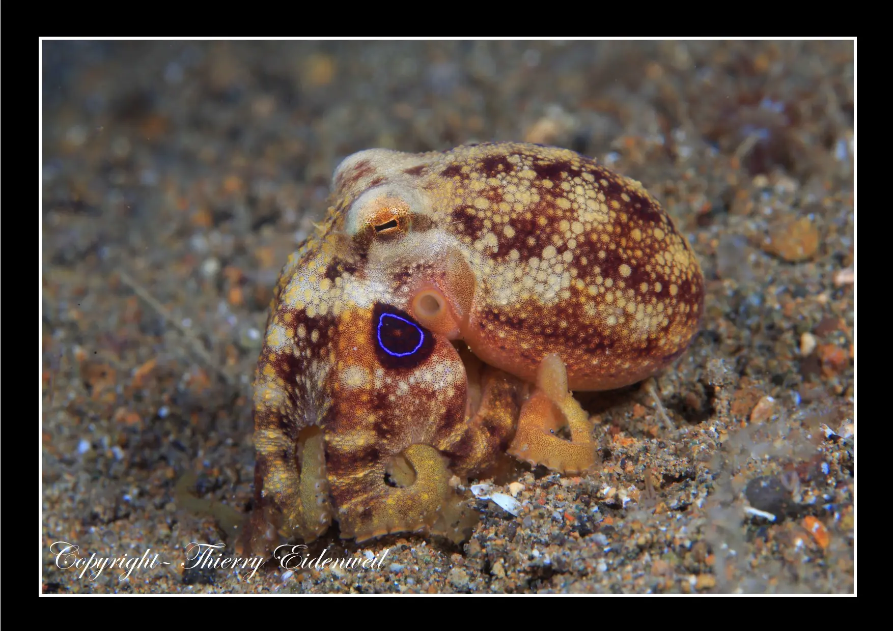Anilao Macro Dive Media Highlight